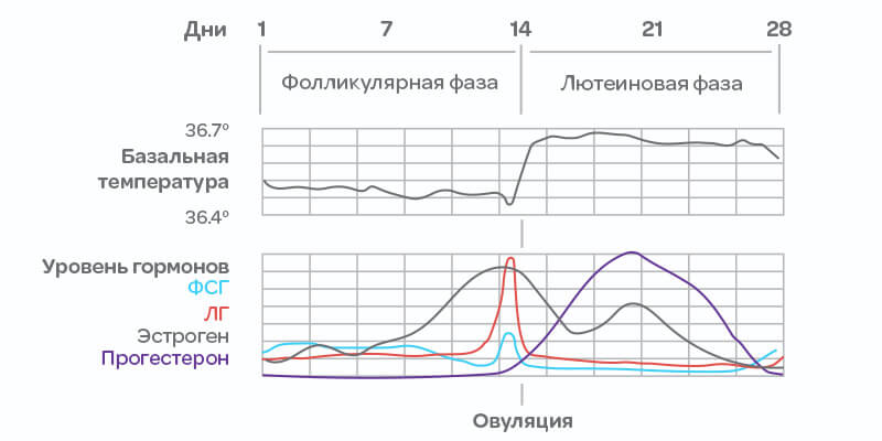 Менструальные фазы, овуляция, базальная температура и уровень гормонов