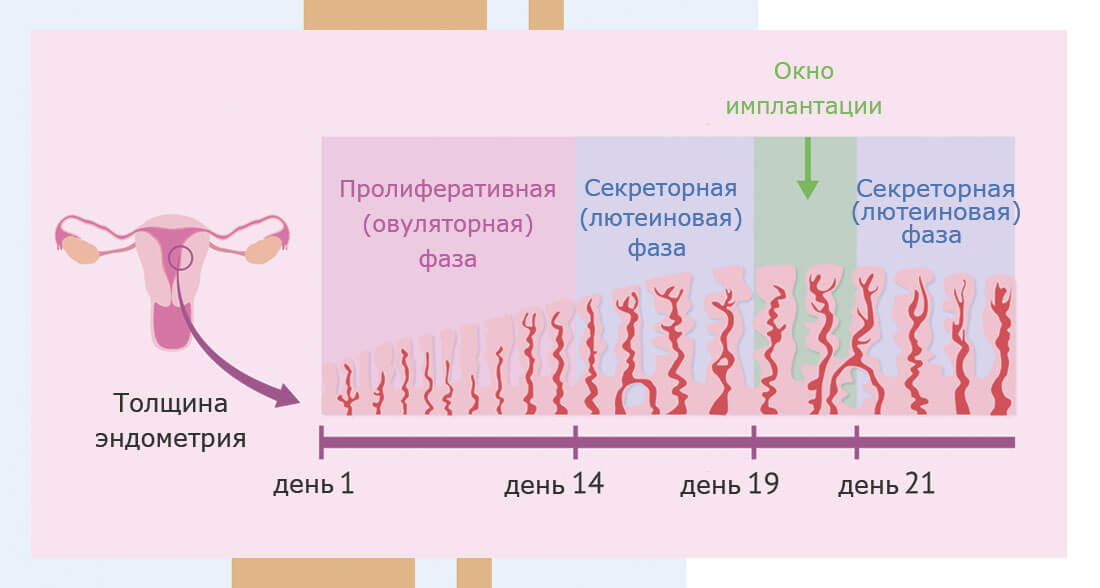 Немного физиологии - Picture n. 2