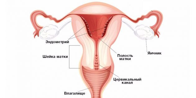 строение яйцеклетки
