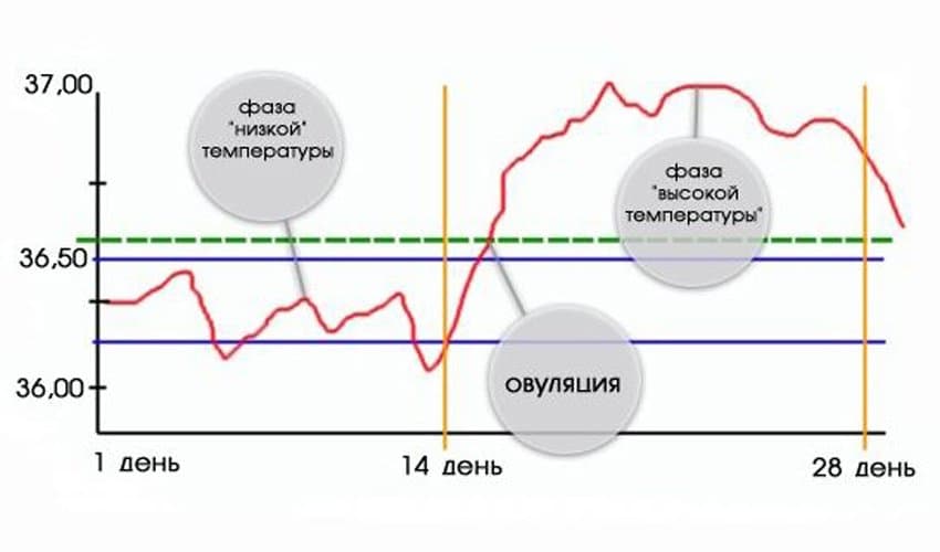 Правила определения базальной температуры