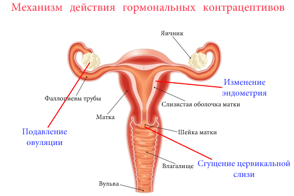 Менструация при приеме Джесс