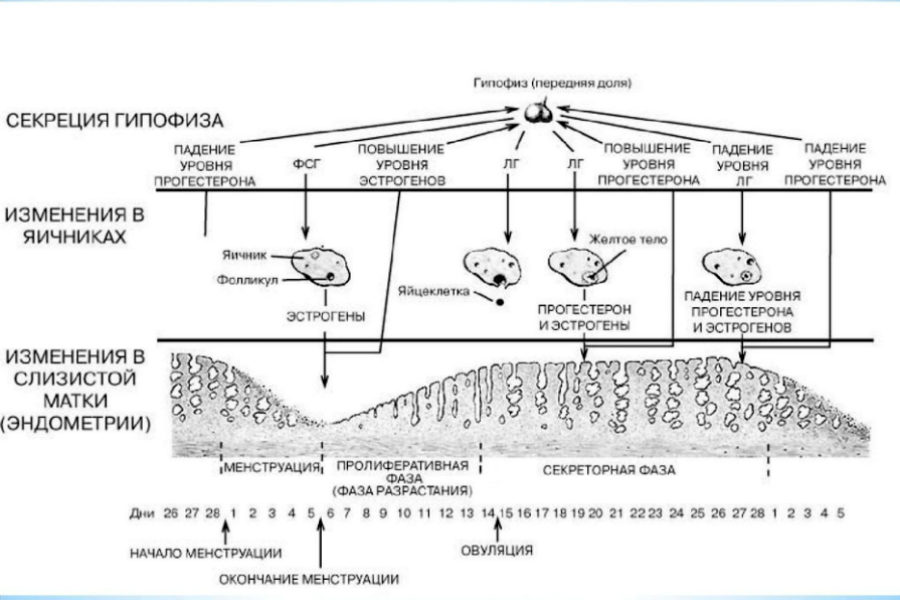Регуляция менструального цикла